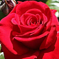 Роза чайно-гібридна "Софі Лорен" (саджанець класу АА +) вищий сорт