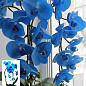 Орхідея (Phalaenopsis) «Cascade Blue»