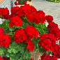 Пеларгония ампельная "Scarlet" 