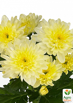 Хризантема кустовая среднецветковая "Amour Cream" 1
