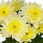 Хризантема кущова середньоквіткова "Amour Cream"