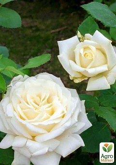 Роза чайно-гибридная "Вайт Симфони" (саженец класса АА+) высший сорт NEW10