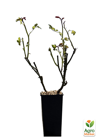 Троянда чайно-гібридна "Романтик антик" у контейнері, вищий сорт - фото 5