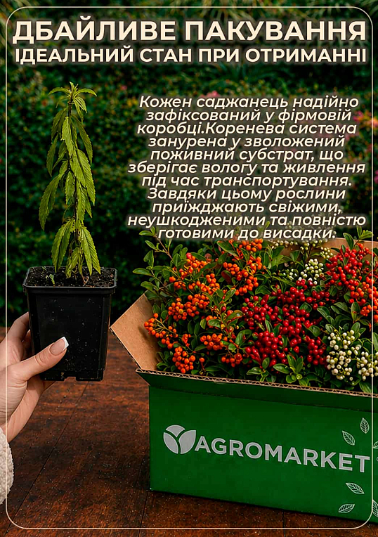 Пираканта (живая изгородь) "Orange Charmer"  - фото 6