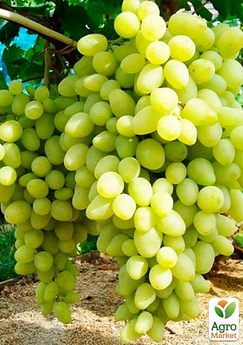 Виноград "Долгожданный" (кишмиш, очень ранний срок созревания, стабильно высокий уровень урожайности) - фото 2