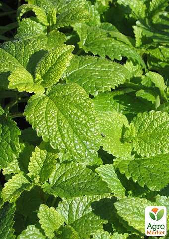 Мелісса Лікарська