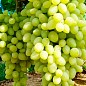 Виноград "Долгожданный" (кишмиш, очень ранний срок созревания, стабильно высокий уровень урожайности) купить