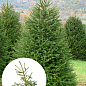 Ель 6-ти летняя европейская "Excelsa" С5, высота 80-100см