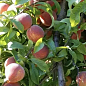 Персик "Тендресс" (великоплідний, морозостійкий, пізній термін дозрівання)