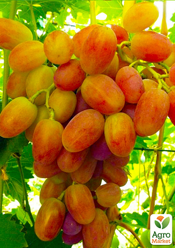 Ексклюзив! Виноград жовто-помаранчевий "Мед" (преміальний столовий сорт, дуже солодкий)