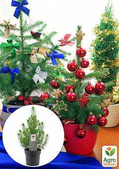 Хвоя Новогодняя "Christmas Pine" (Рождественская сосна) (высота 30-40см)1