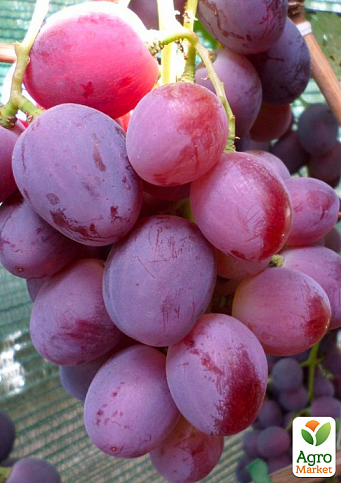 Виноград "Еверест" (ранньостиглий, велика ягода, маса грони 600-1200гр) 1 саджанець в упаковці - фото 4