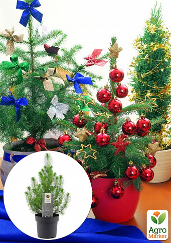 Хвоя Новогодняя "Christmas Pine" (Рождественская сосна) (высота 30-40см)