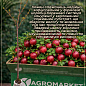 Крыжовник на штамбе "Резистент" (средний срок созревания) цена