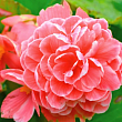 Бегонія квітуча "Camellia"