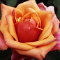 Роза чайно-гибридная "Черри Бренди" (Cherry Brandy®) (саженец класса АА+) высший сорт