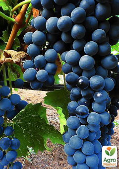 Виноград "Лівадійський чорний" (ідеальний для виноробства, ранньо-середній термін дозрівання, має оптимальні показники кислотності і цукристості)2