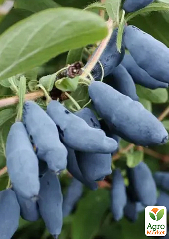 Жимолость 3х-летняя "Восторг" (ранняя, высокоурожайная) С2