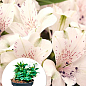 Альстромерия inticancha Patio "Magic White" (выращено in-vitro) С1,5