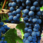Виноград "Лівадійський чорний" (ідеальний для виноробства, ранньо-середній термін дозрівання, має оптимальні показники кислотності і цукристості)