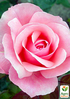 Эксклюзив! Роза чайно-гибридная розовая "Наследница" (Heiress) (саженец класса АА+, премиальный долгоцветущий сорт)2