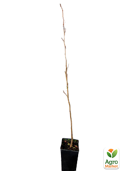 Платан кленолистий (Platanus x hispanica Acerifolia), С2 висота 70-90см14