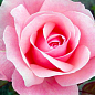 Эксклюзив! Роза чайно-гибридная розовая "Наследница" (Heiress) (саженец класса АА+, премиальный долгоцветущий сорт)