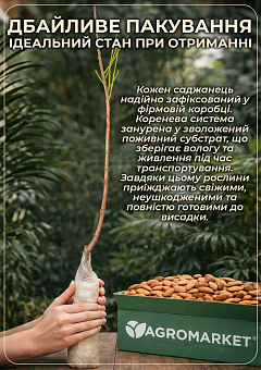 Мигдаль солодкий "Делон" (ранній термін дозрівання)13