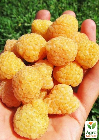 Малина "Ранкова роса" укорінена в контейнері (ремонтантний великоплідний сорт) 