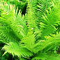 Орляк многолетний травянистый папоротник (Корневище) (Pterídium aquilínum)