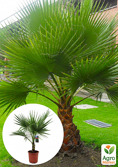 LMTD Пальма "Washingtonia Filifera" висота 40-60см2