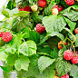 Малина карликова "Бонбонберрі Яммі" (Rubus idaeus BonBonBerry "Yummy") Нідерланди, вазон П12 купить