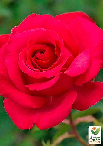 Троянда плетиста "Діззі Хайтс" (саджанець класу АА+) вищий сорт - фото 2