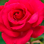 Троянда плетиста "Діззі Хайтс" (саджанець класу АА+) вищий сорт купить