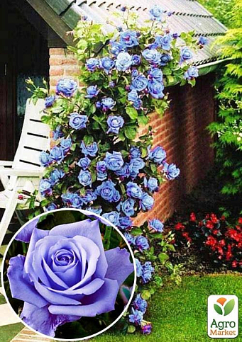 Роза плетистая "Блю Мун" (саженец класса АА+) высший сорт