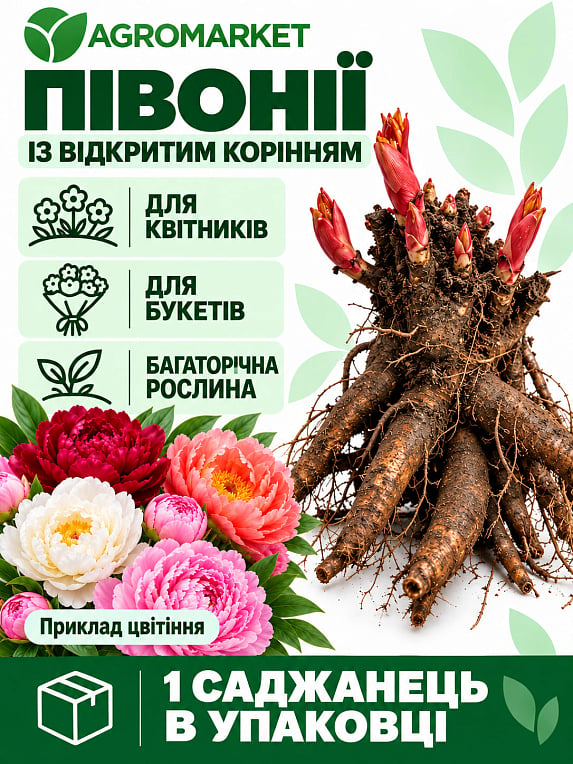 Пион травянистый "Диана Паркс"  NEW