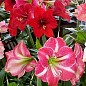 Гіппеаструм мікс "Hippeastrum mixed 3 srt." дм 14 см вис. 20 см