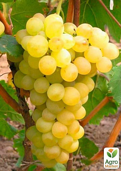 Виноград "Віра" (дуже ранній термін дозрівання, має неповторний смак з характерними мускатними нотками)2