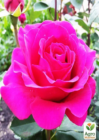 Роза чайно-гібридна "Верді" Суперціна!