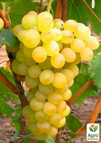 Виноград "Вера" (очень ранний срок созревания, имеет неповторимый вкус с характерными мускатными нотками)