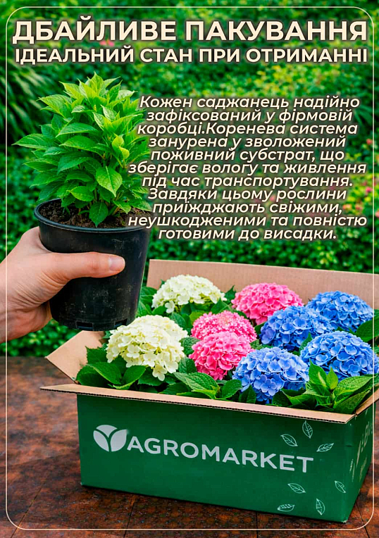 Гортензия ремонтантная крупнолистная 3х летняя "Эльбталь" - фото 5
