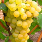 Виноград "Віра" (дуже ранній термін дозрівання, має неповторний смак з характерними мускатними нотками)