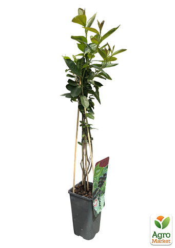 LMTD Арония черноплодная "Melanocarpa" (сортовая, укорененная) высота 40-60см - фото 2