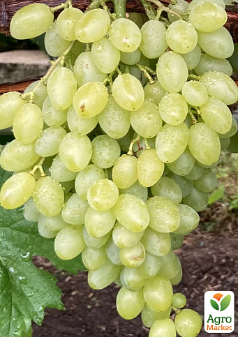 Виноград "Валентино" (кишмиш, сверхранний срок созревания, крупная ягода с легким мускатным букетом)