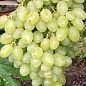 Виноград "Валентино" (кишмиш, сверхранний срок созревания, крупная ягода с легким мускатным букетом)