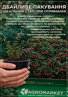Журавлина "Бен Лір" (Ben Lear) (ранній термін дозрівання, високоврожайний сорт)28