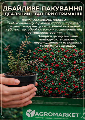 Клюква "Бен Лир" (Ben Lear) (ранние сроки созревания, высокоурожайный сорт) - фото 4