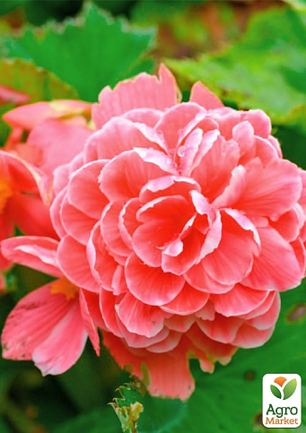 Бегонія квітуча "Camellia" - фото 3