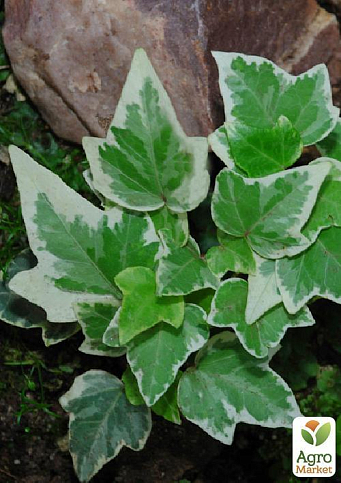 Плющ пестролистный - фото 5