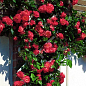 Роза плетистая "Shogun" (саженец класса АА+) высший сорт